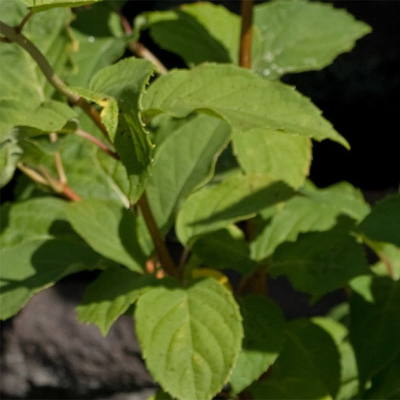 Hydrangea paniculata White Moth (Foliage)