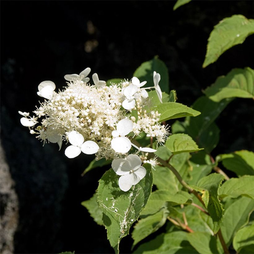 Hydrangea paniculata White Moth (Flowering)