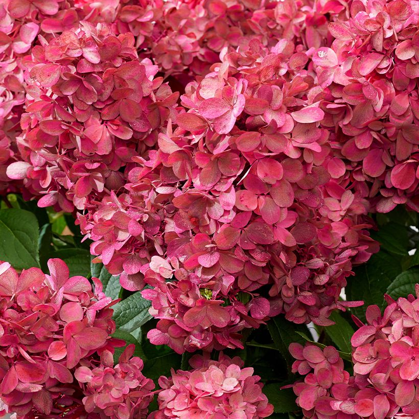 Hydrangea paniculata Bloody Marie (Flowering)