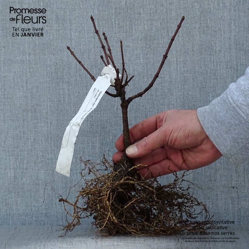 Hydrangea paniculata Early Harry Bare root sample as delivered in winter