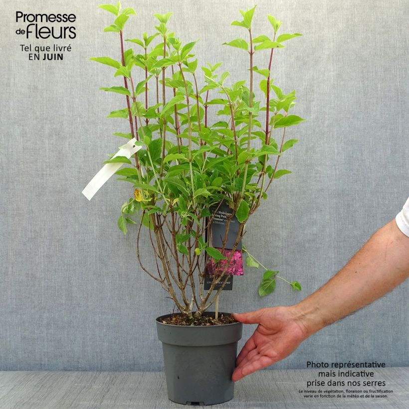 Hydrangea paniculata Living Pinky Promise 2L/3L pot sample as delivered in summer