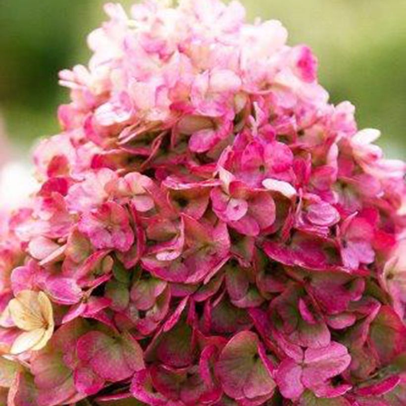 Hydrangea paniculata Living Pinky Promise (Flowering)