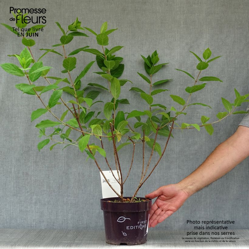 Hydrangea paniculata Tickled Pink 2L/3L pot sample as delivered in summer