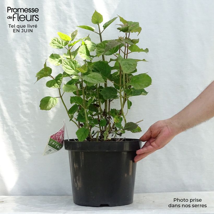 Hydrangea arborescens Sweet Annabelle 7.5L/10L pot sample as delivered in summer