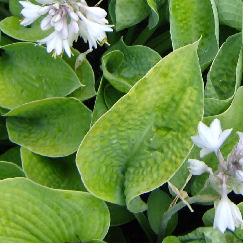 Hosta Abiqua Ariel (Foliage)