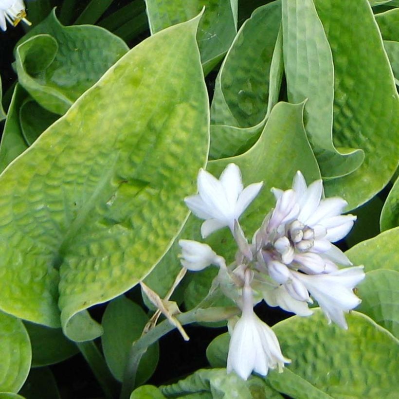 Hosta Abiqua Ariel (Flowering)