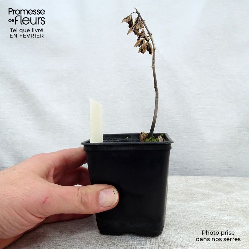 Hosta Abiqua Ariel 8/9 cm pot sample as delivered in winter