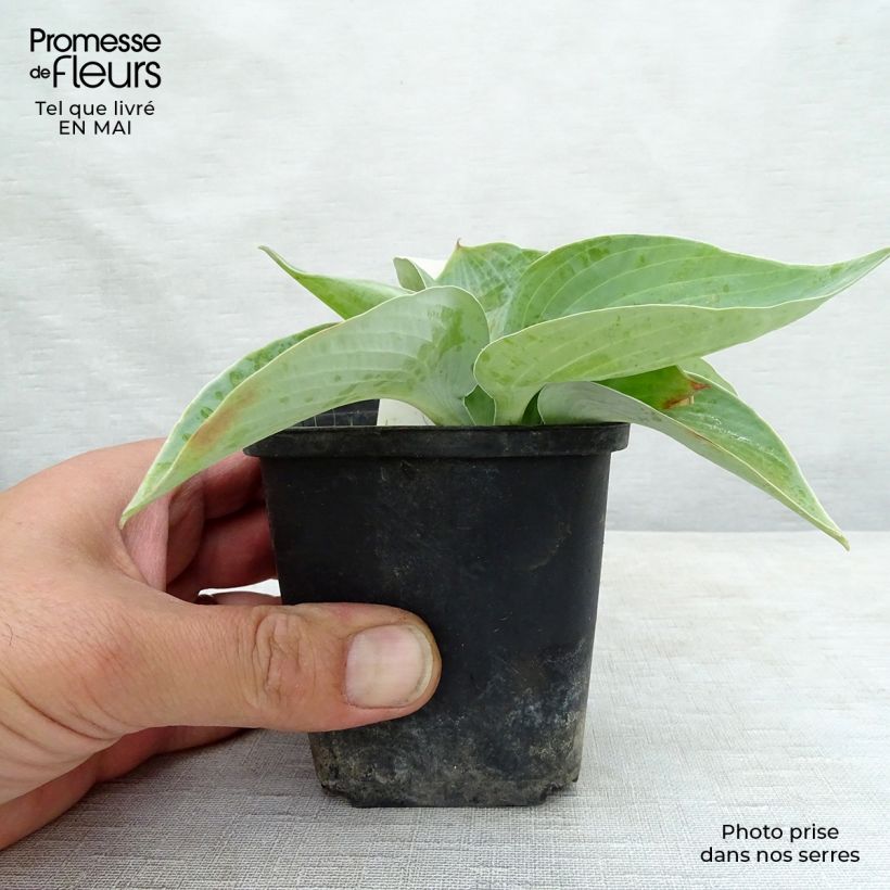 Hosta Abiqua Ariel Godet de 8/9 cm sample as delivered in spring