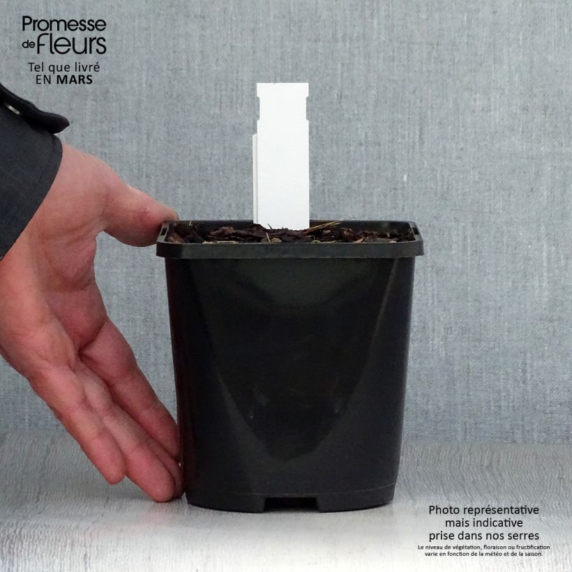 Hosta Alligator Alley Pot de 1,5L/2L sample as delivered in spring