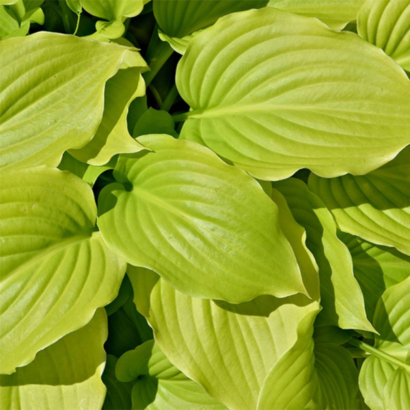 Hosta August Moon (Foliage)