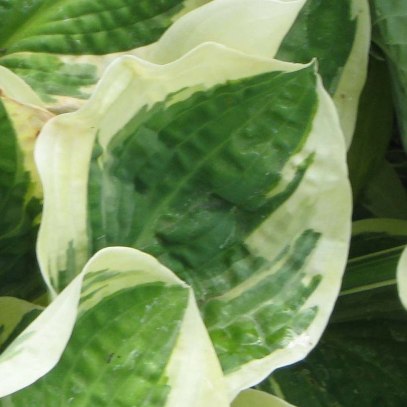 Hosta Austin Dickinson (Foliage)