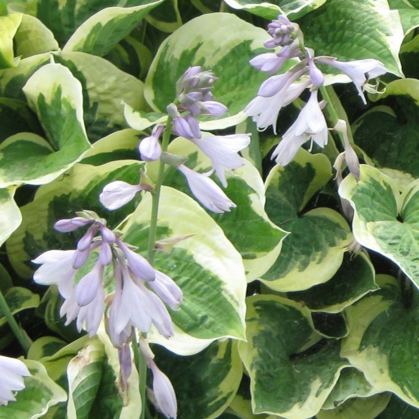 Hosta Austin Dickinson (Flowering)