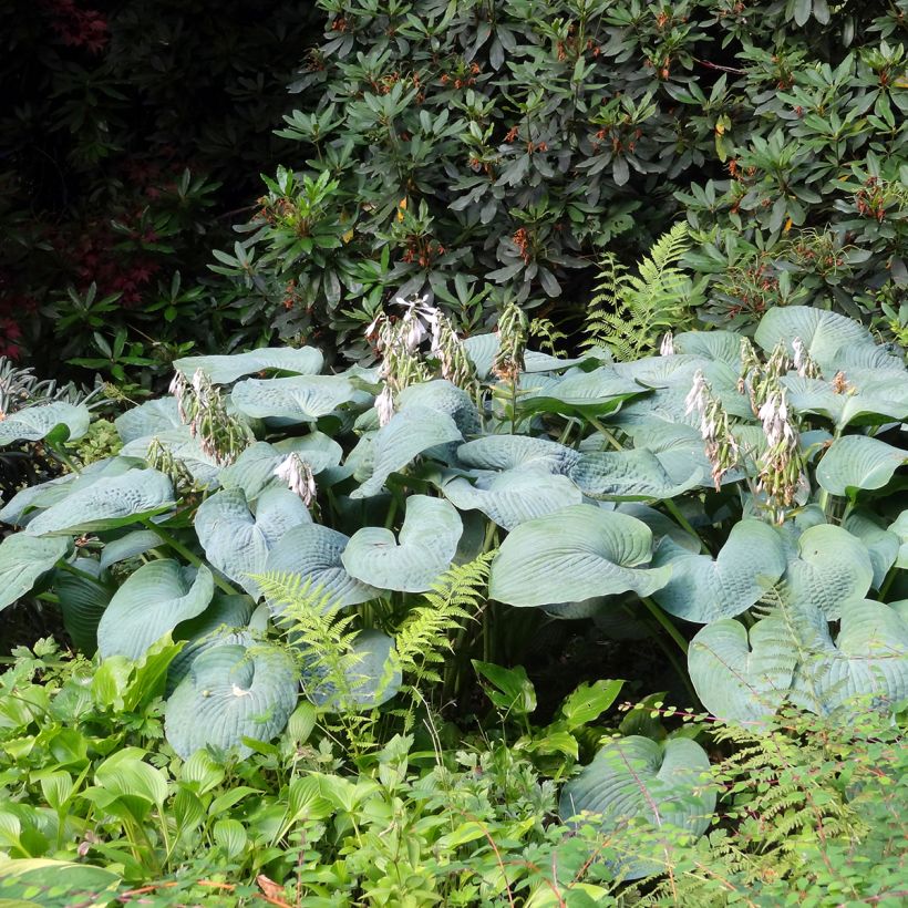 Hosta Big Daddy (Plant habit)