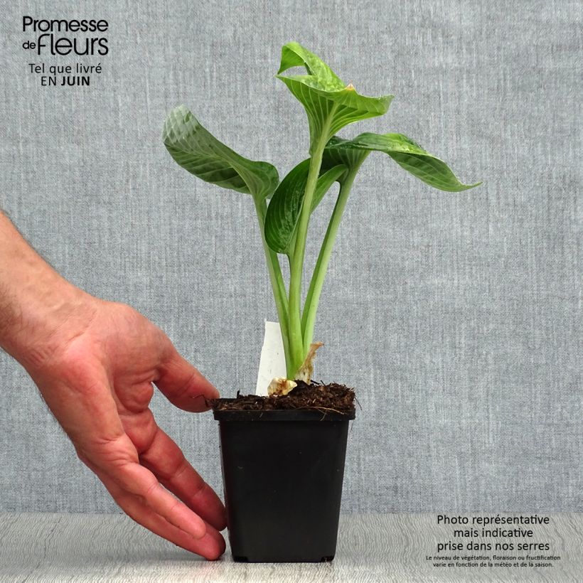 Hosta Big Daddy 8/9 cm pot sample as delivered in summer