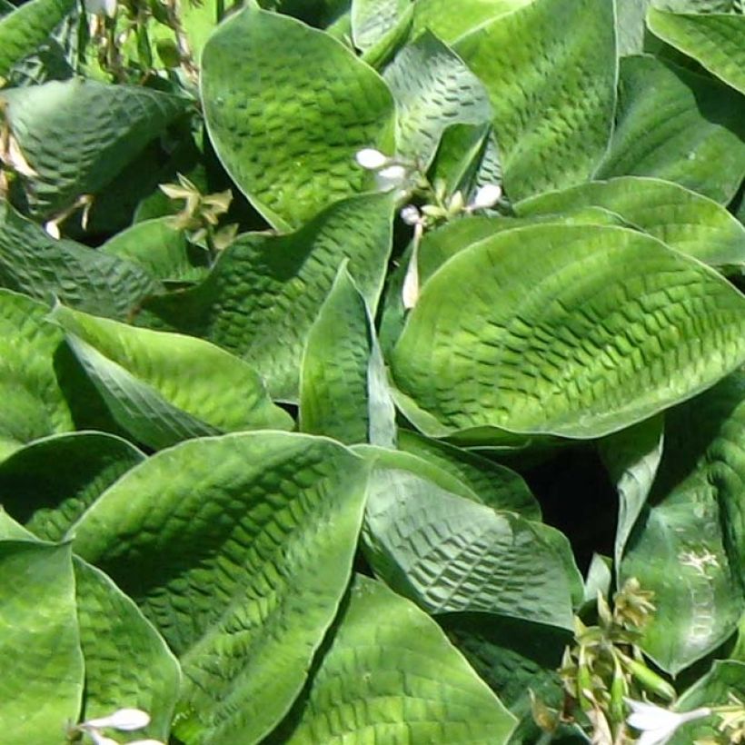 Hosta Big Mama (Foliage)