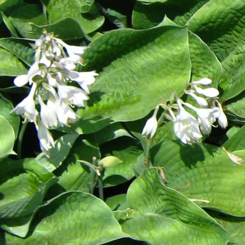 Hosta Big Mama (Flowering)