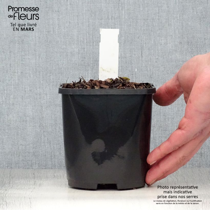 Hosta Big Mama 1.5L/2L pot sample as delivered in spring