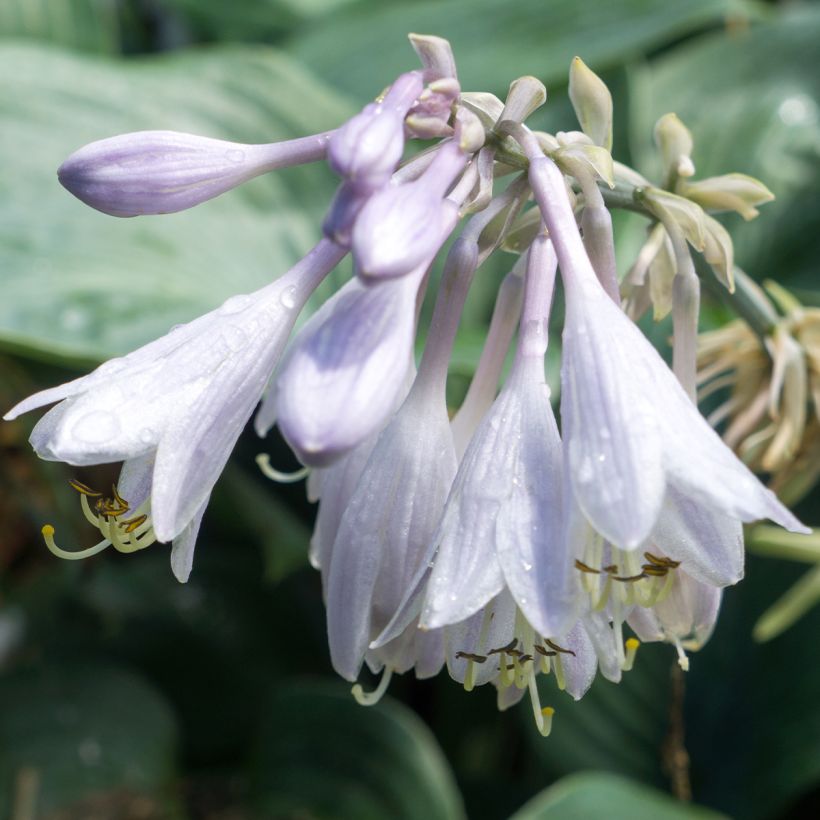 Hosta Blue Angel (Flowering)