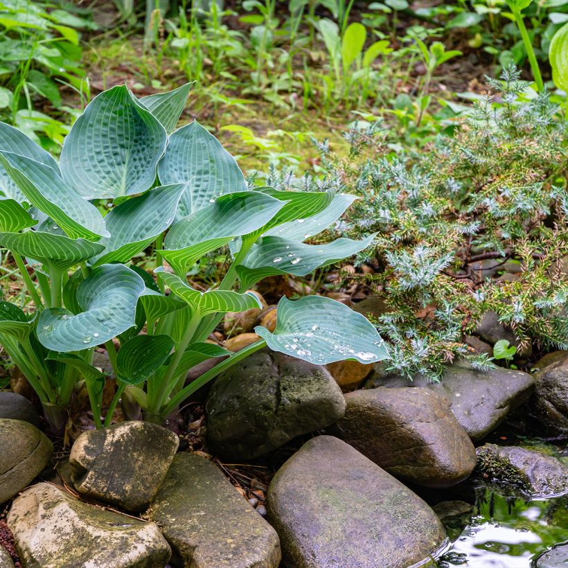 Hosta Blue Angel (Plant habit)