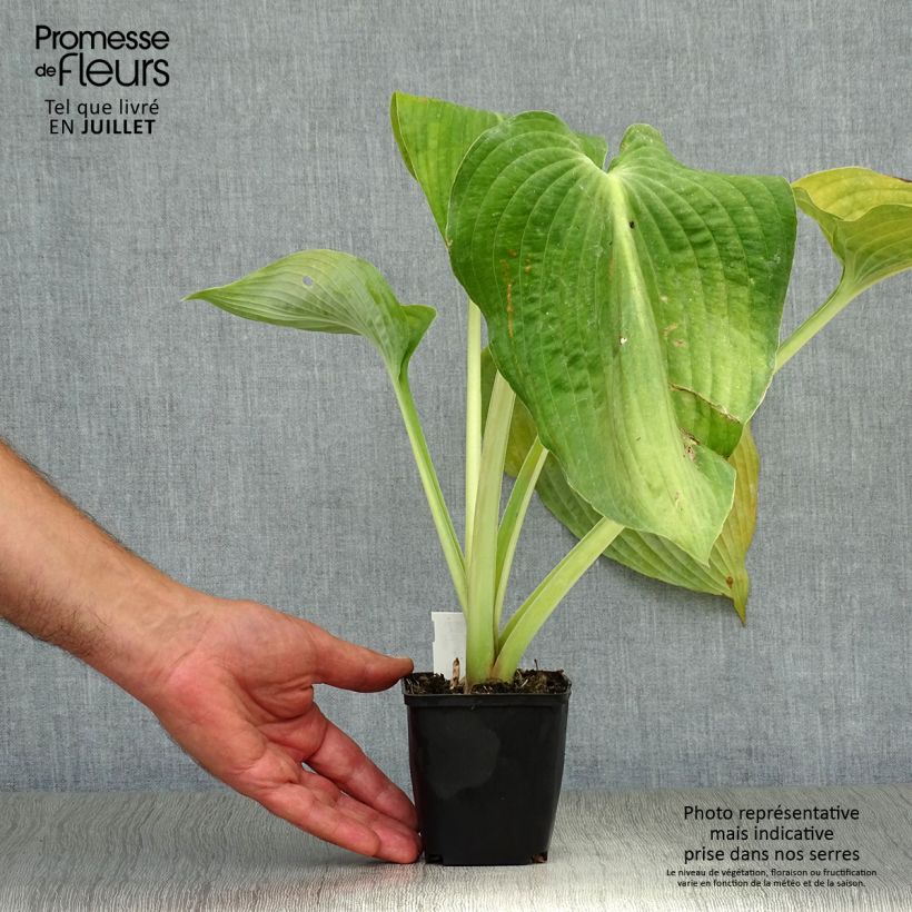 Hosta Blue Angel 8/9 cm pot sample as delivered in summer