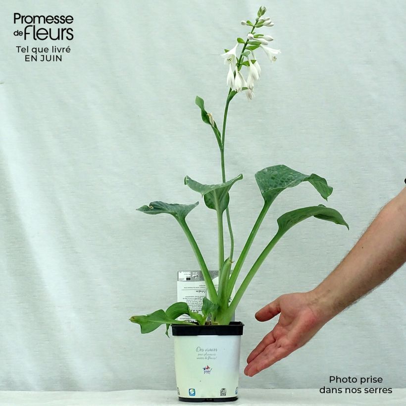 Hosta Blue Angel 1.5L/2L pot sample as delivered in summer
