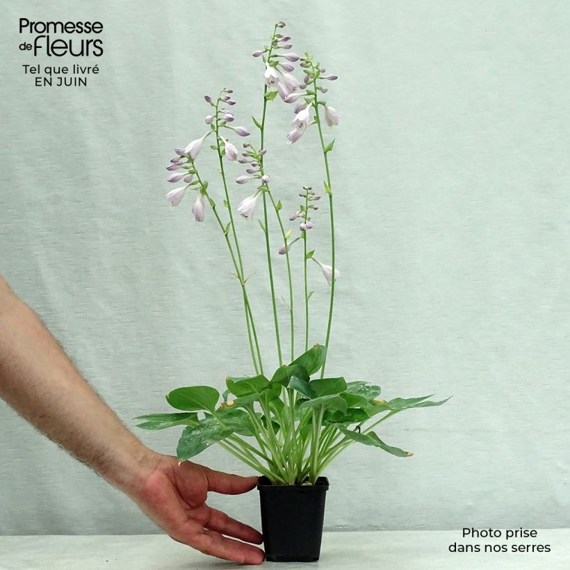 Hosta Blue Cadet 8/9 cm pot sample as delivered in summer