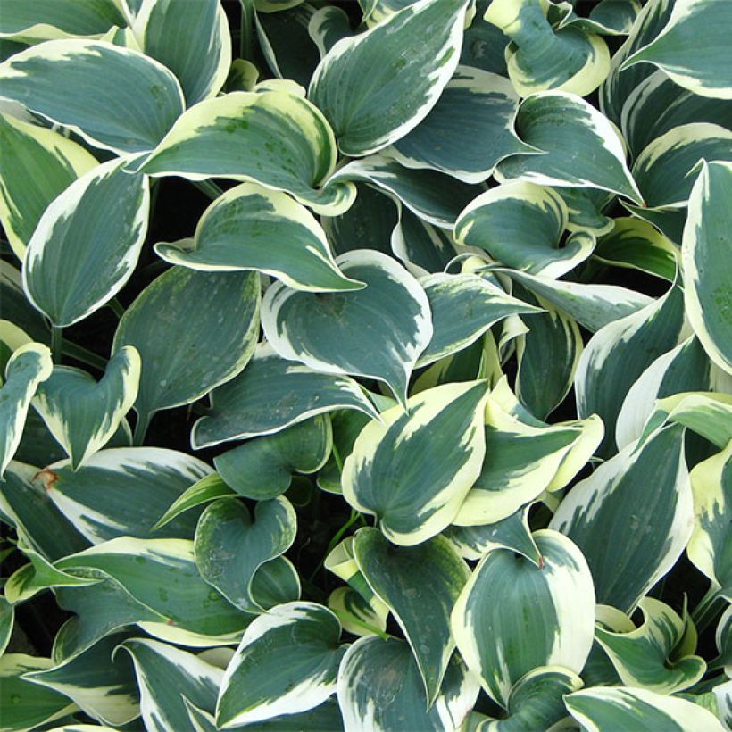 Hosta tardiana Blue Ivory (Foliage)