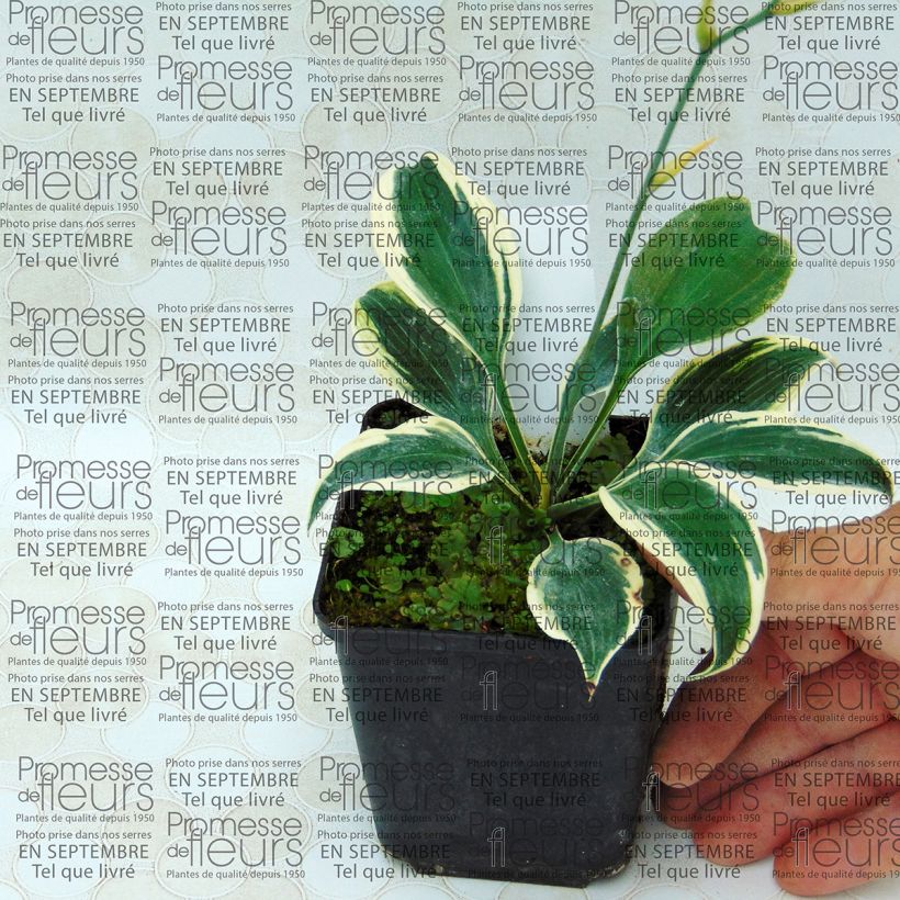 Example of Hosta tardiana Blue Ivory 8/9 cm pot specimen as delivered