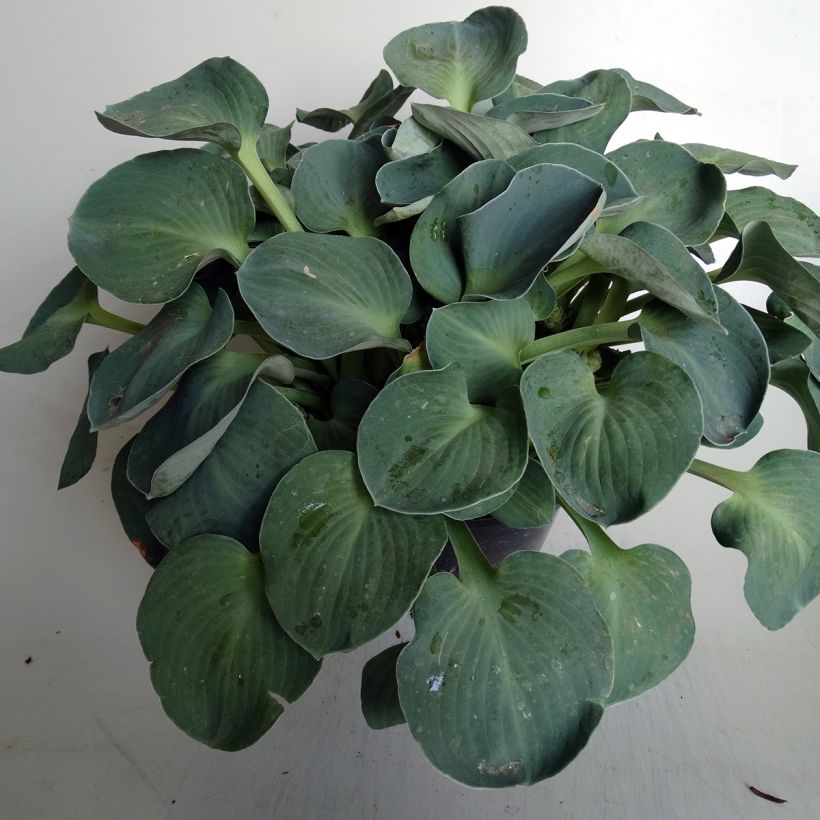 Hosta Blue Mouse Ears (Plant habit)