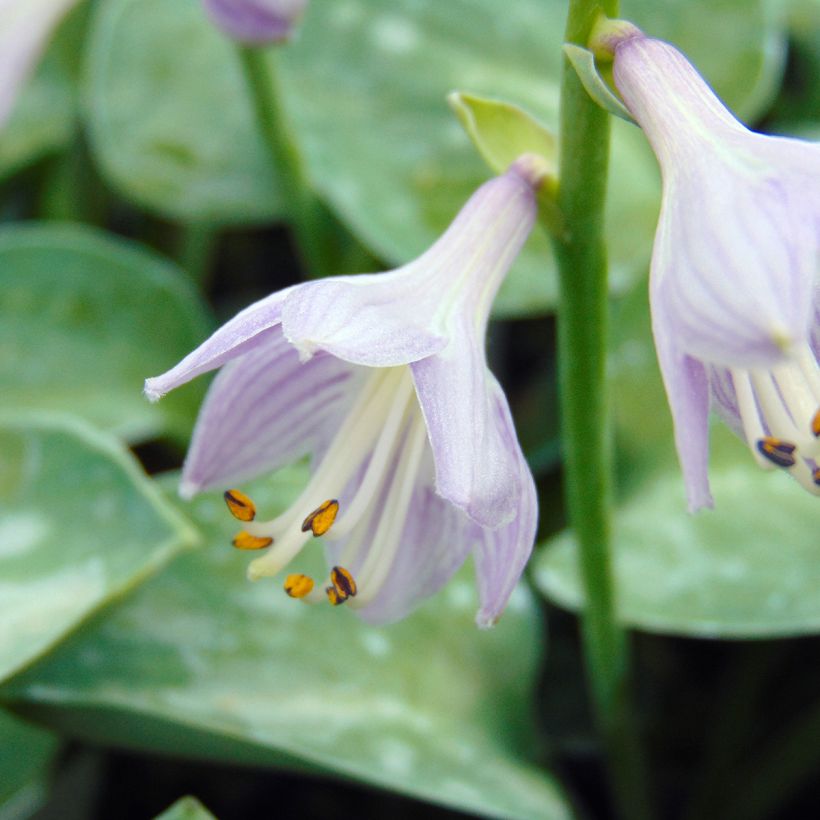 Hosta Blue Mouse Ears (Flowering)