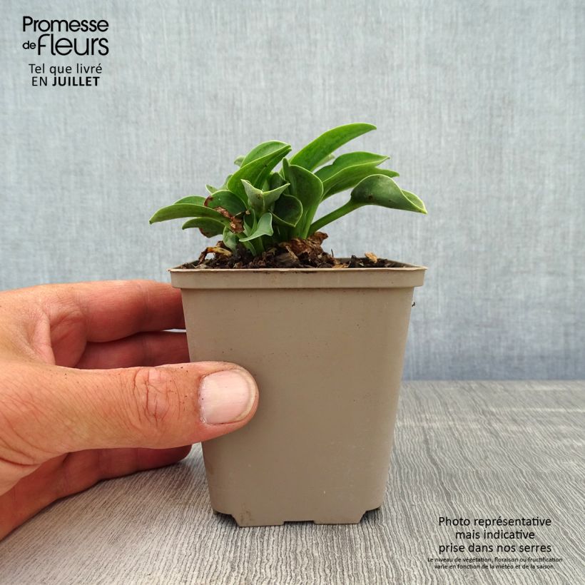 Hosta Blue Mouse Ears 8/9 cm pot sample as delivered in summer