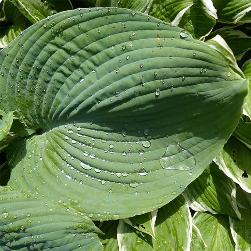 Hosta Blue Umbrellas (Foliage)