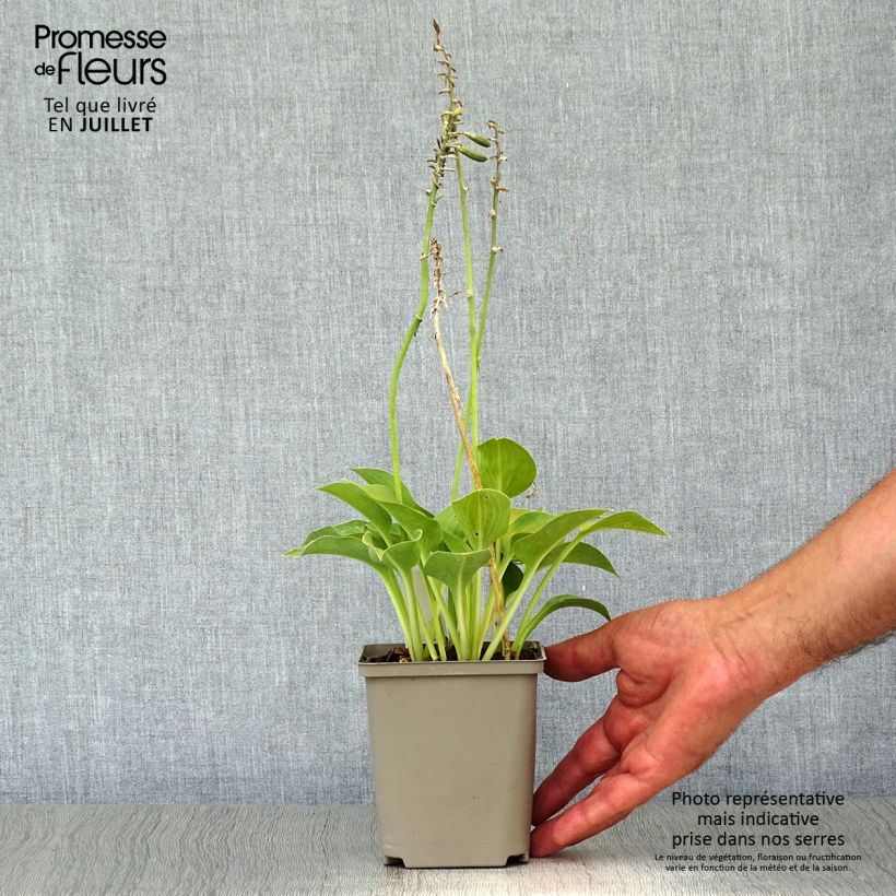 Hosta Blue Umbrellas 8/9 cm pot sample as delivered in summer