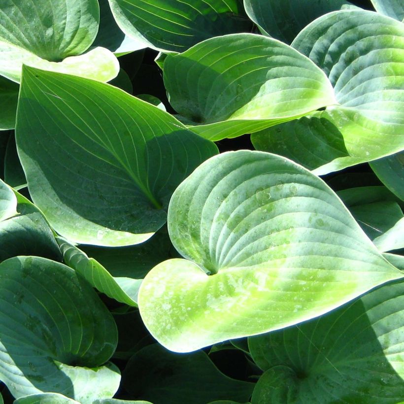 Hosta Canadian Blue (Foliage)