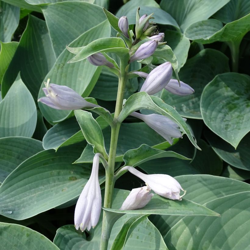 Hosta Canadian Blue (Flowering)