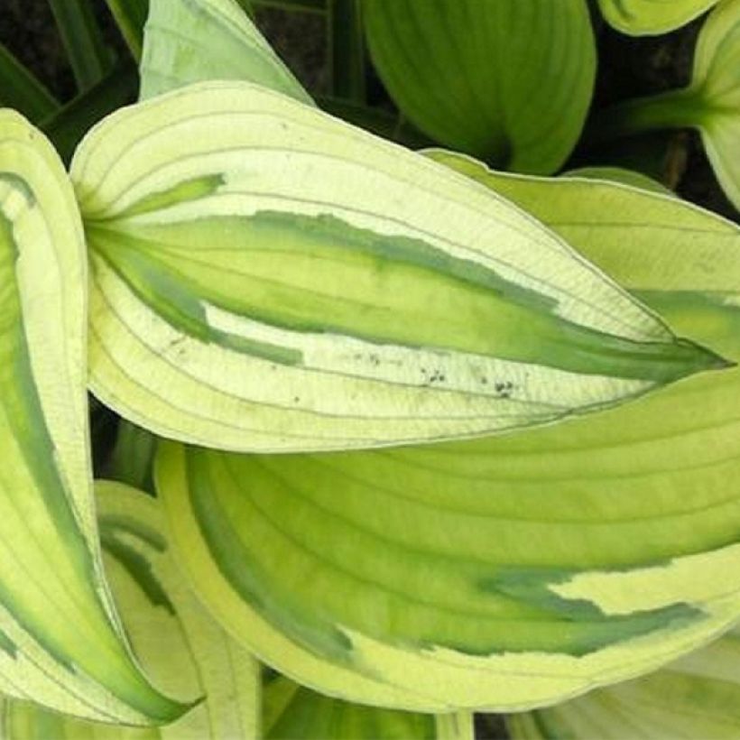 Hosta Captain’s Adventure (Foliage)