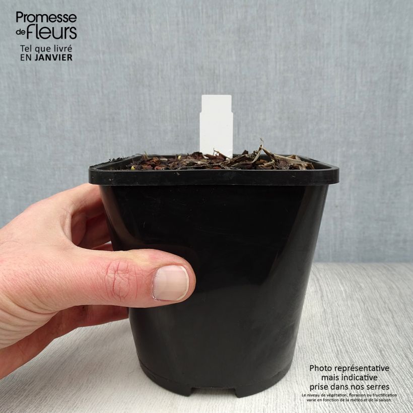 Hosta Captain’s Adventure 1.5L/2L pot sample as delivered in winter