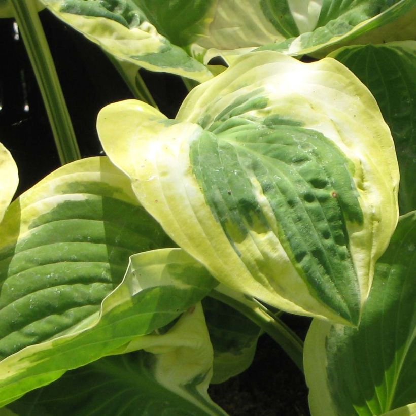 Hosta Carnival (Foliage)