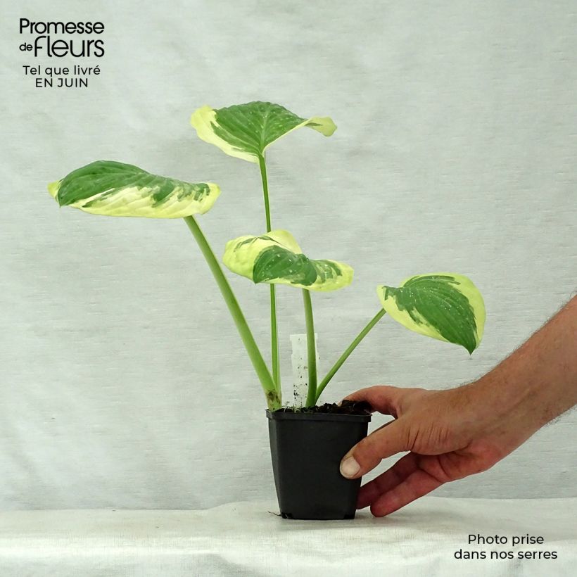 Hosta Carnival 8/9 cm pot sample as delivered in summer