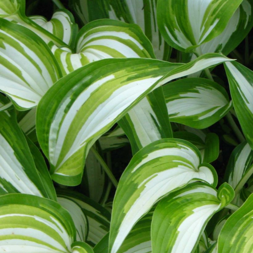 Hosta Cascades (Foliage)