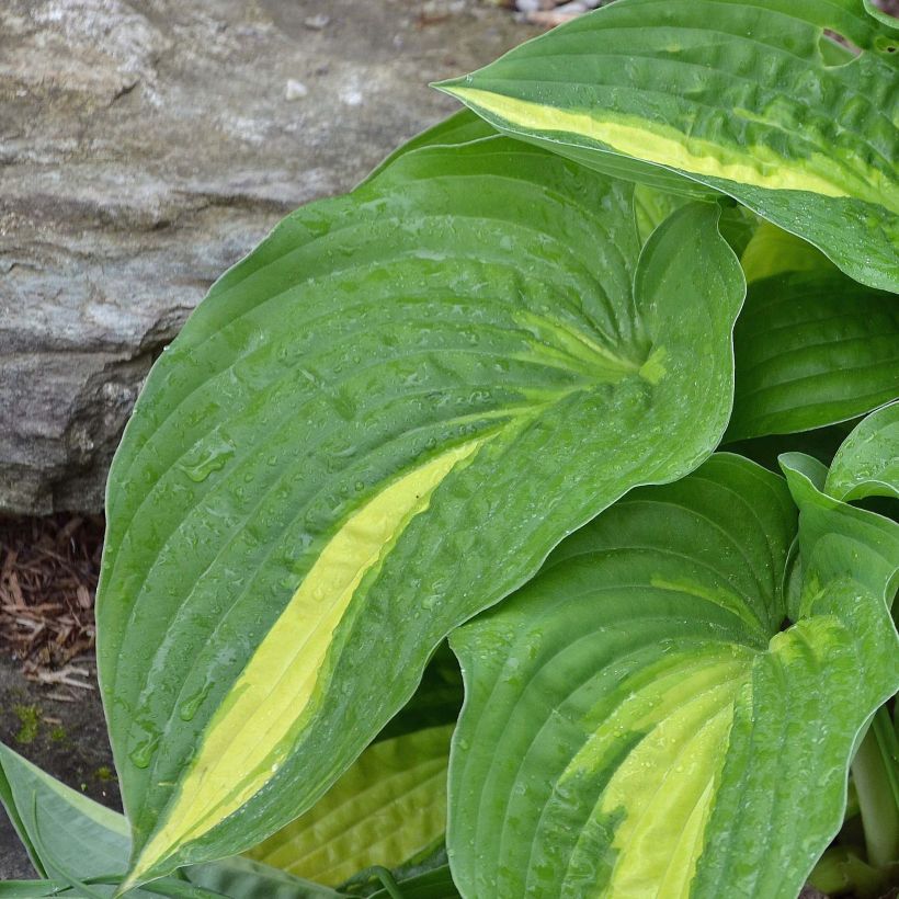 Hosta Center Of Attention (Foliage)