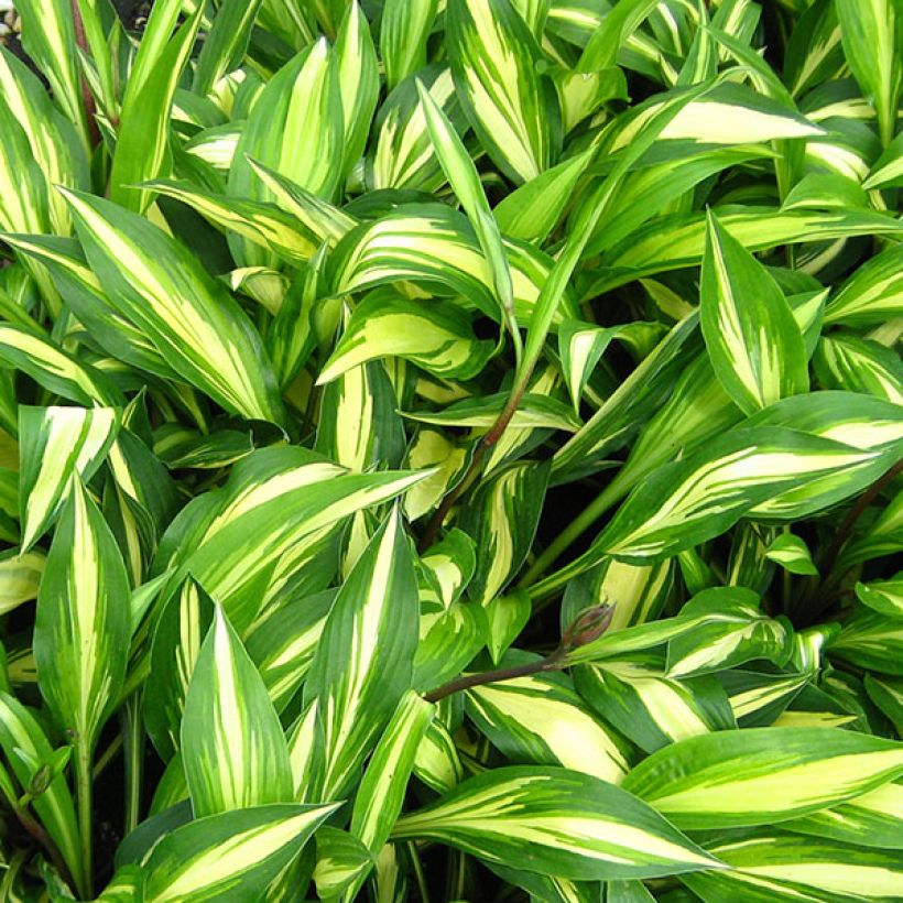 Hosta Cherry Berry (Foliage)