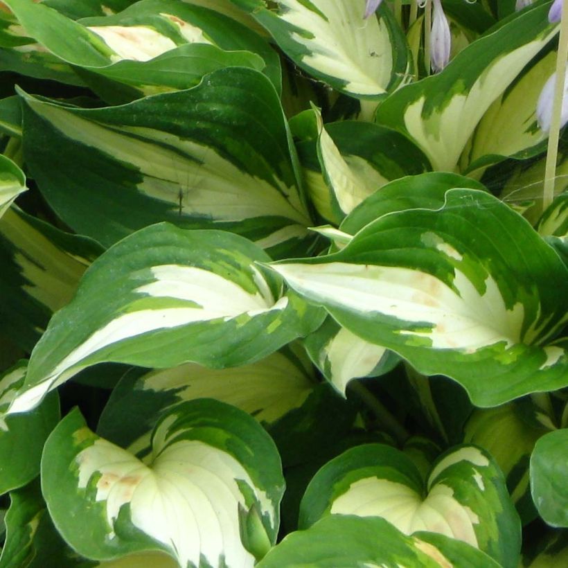 Hosta Christmas Candy (Foliage)