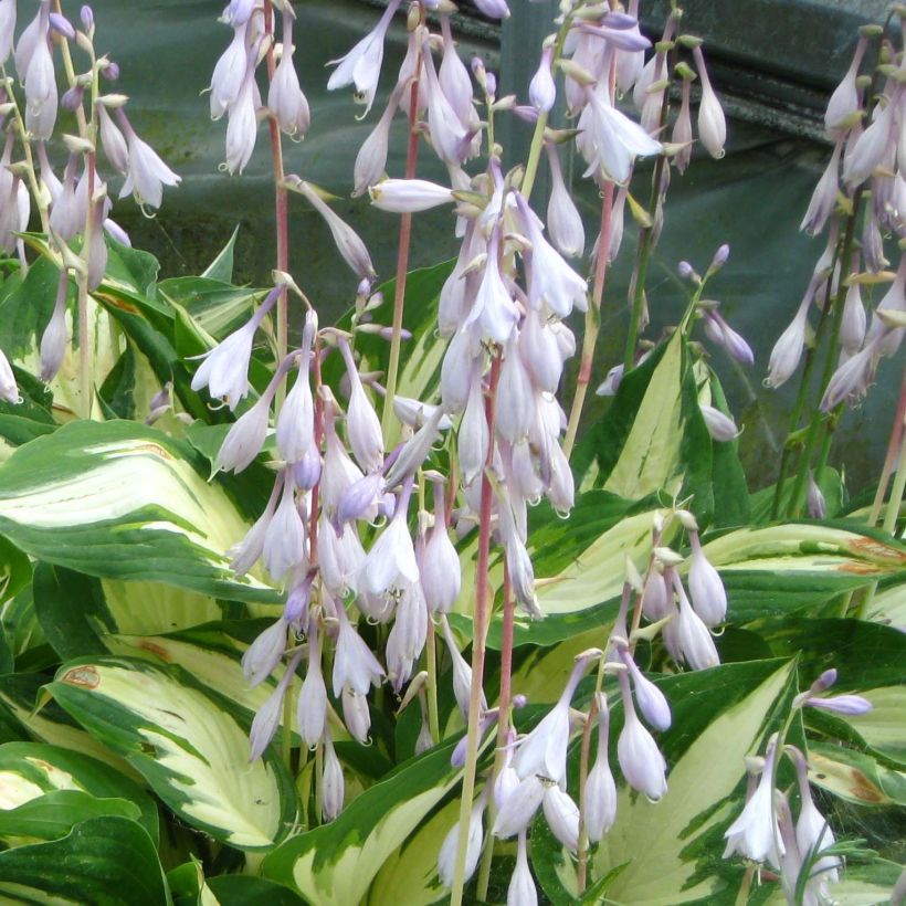 Hosta Christmas Candy (Flowering)