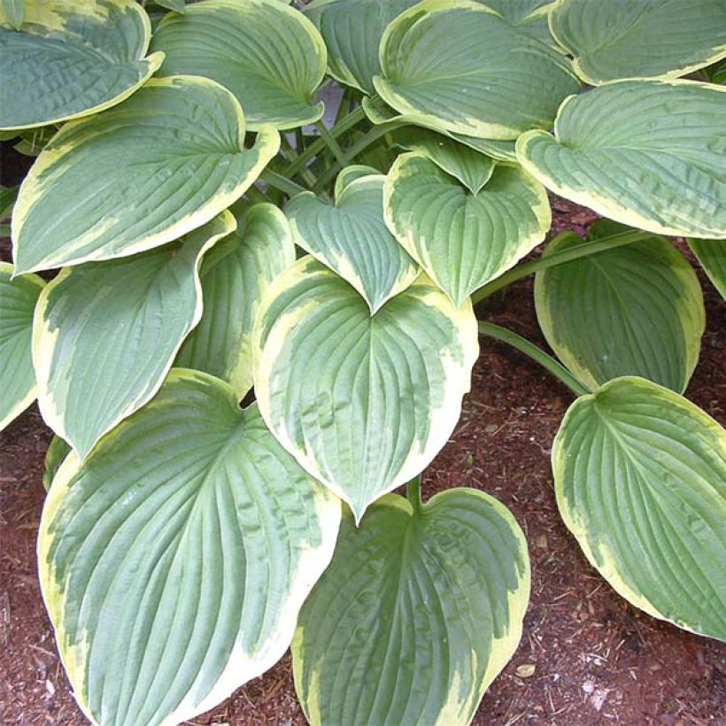 Hosta Christmas Tree (Foliage)