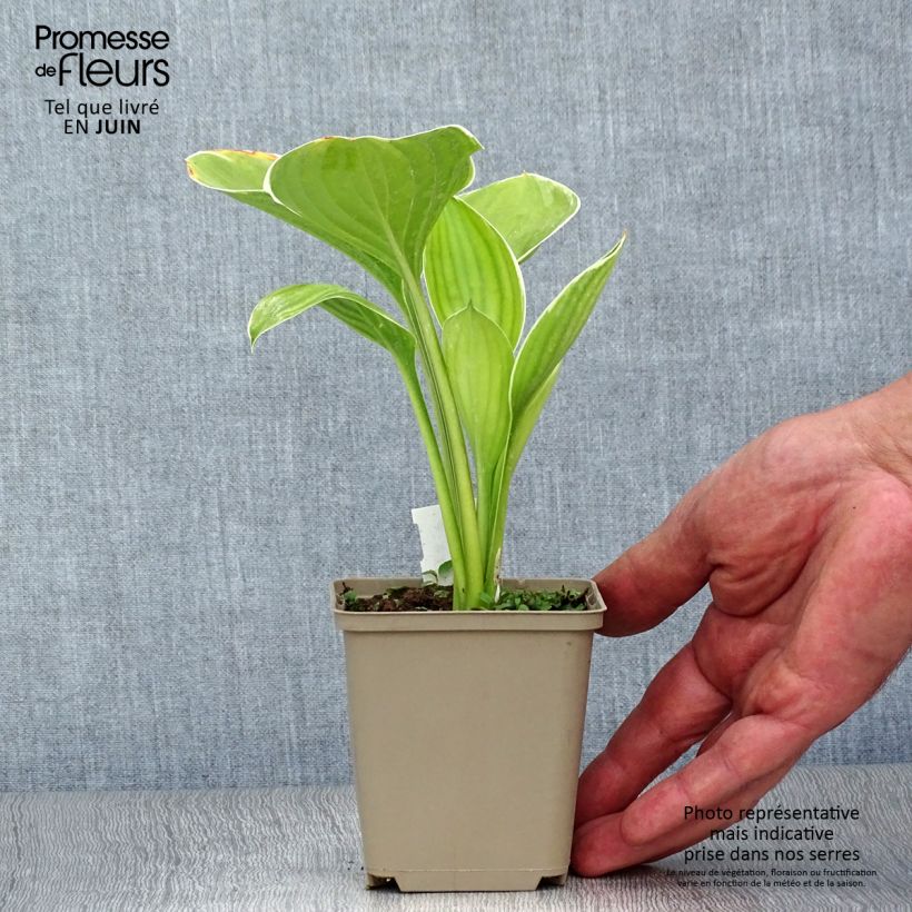 Hosta Cliffords Forest Fire 8/9 cm pot sample as delivered in summer