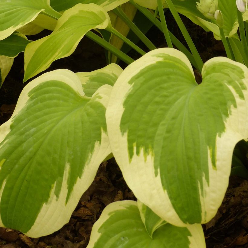 Hosta Delta Dawn (Foliage)