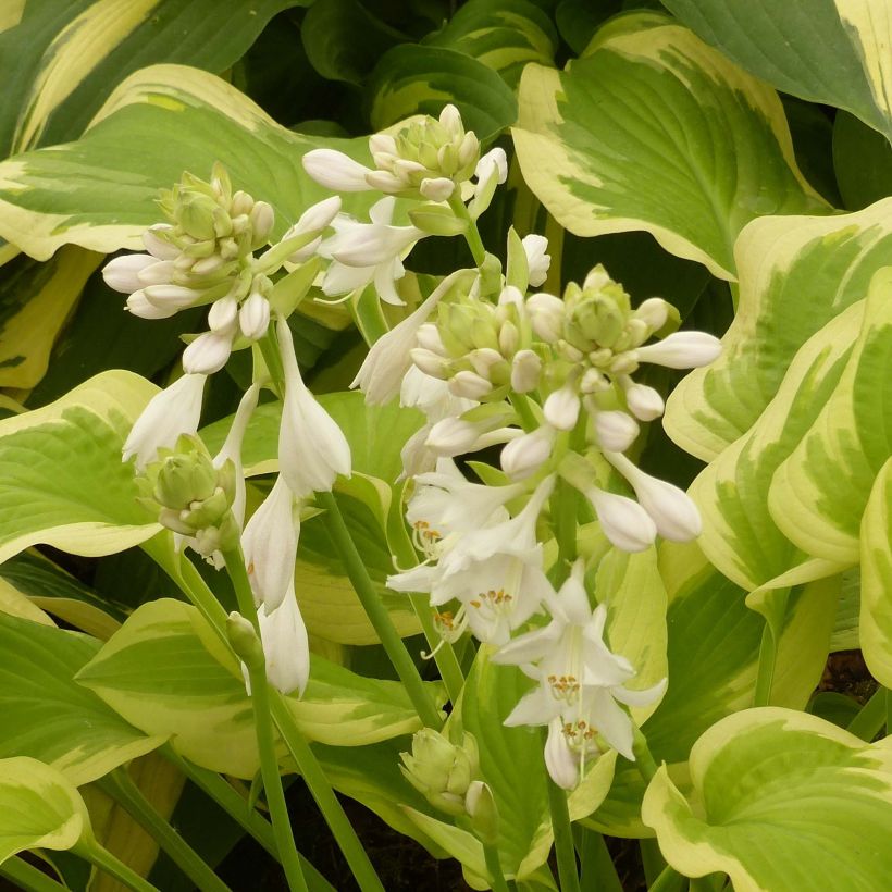 Hosta Delta Dawn (Flowering)