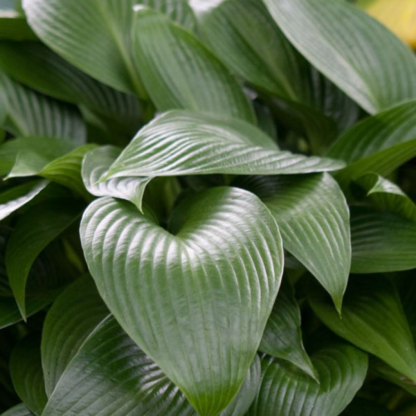 Hosta Devon Green (Foliage)