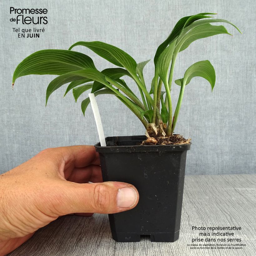 Hosta Devon Green 8/9 cm pot sample as delivered in summer